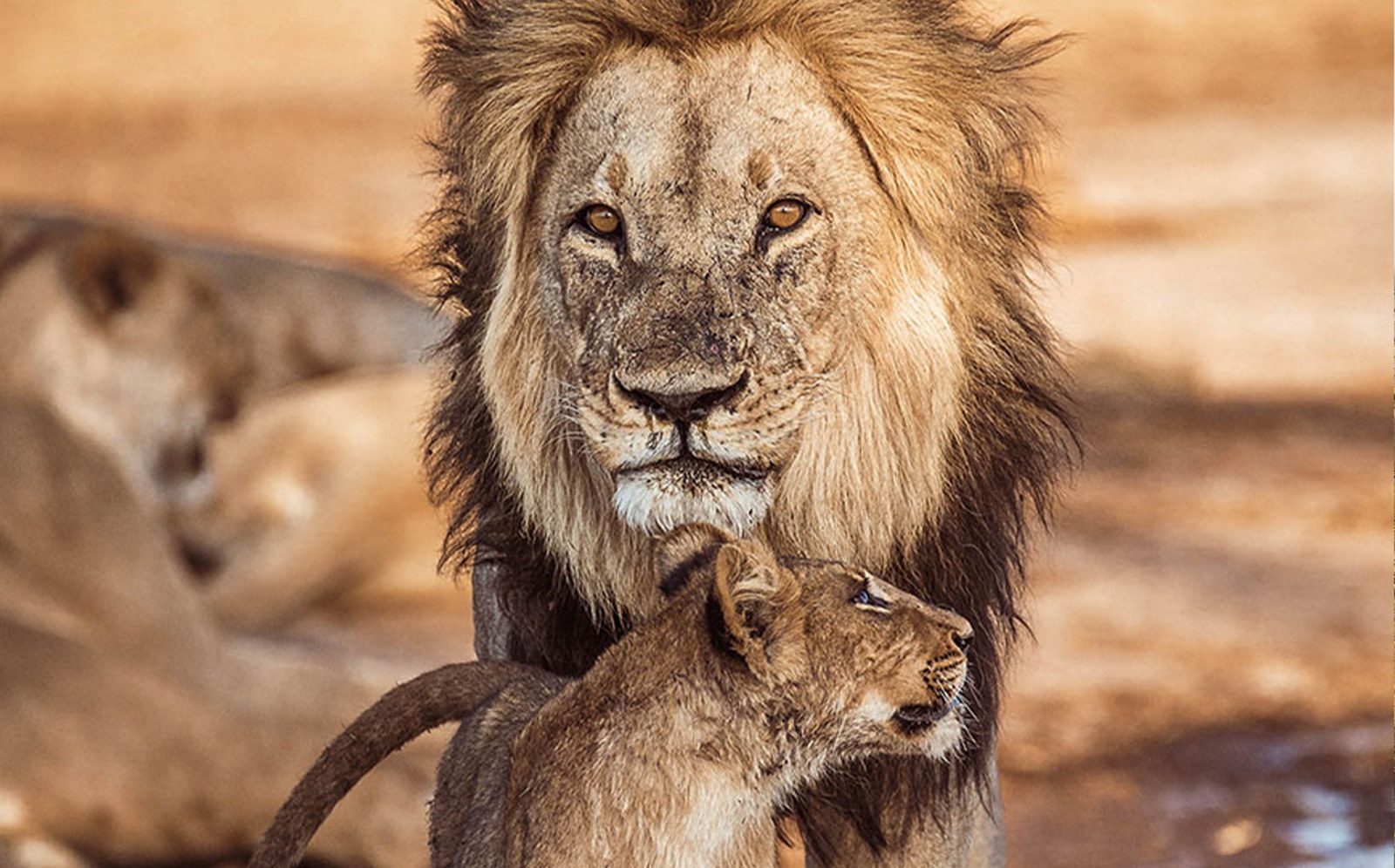 Moremi Game Reserve