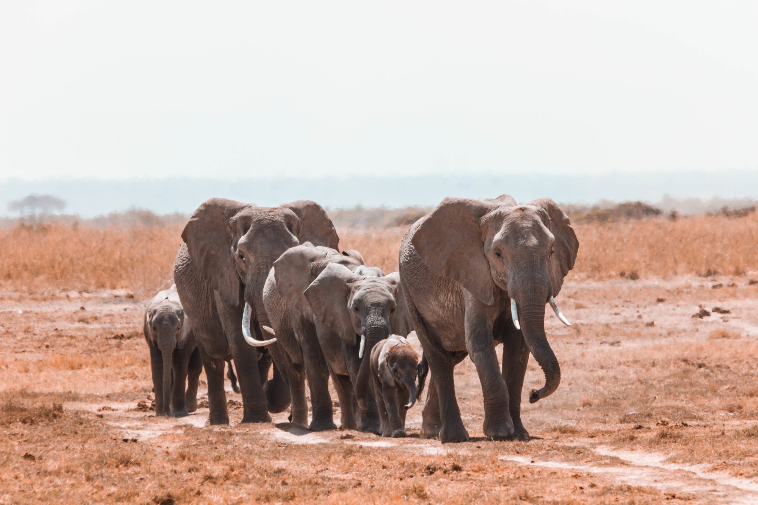 Amboseli