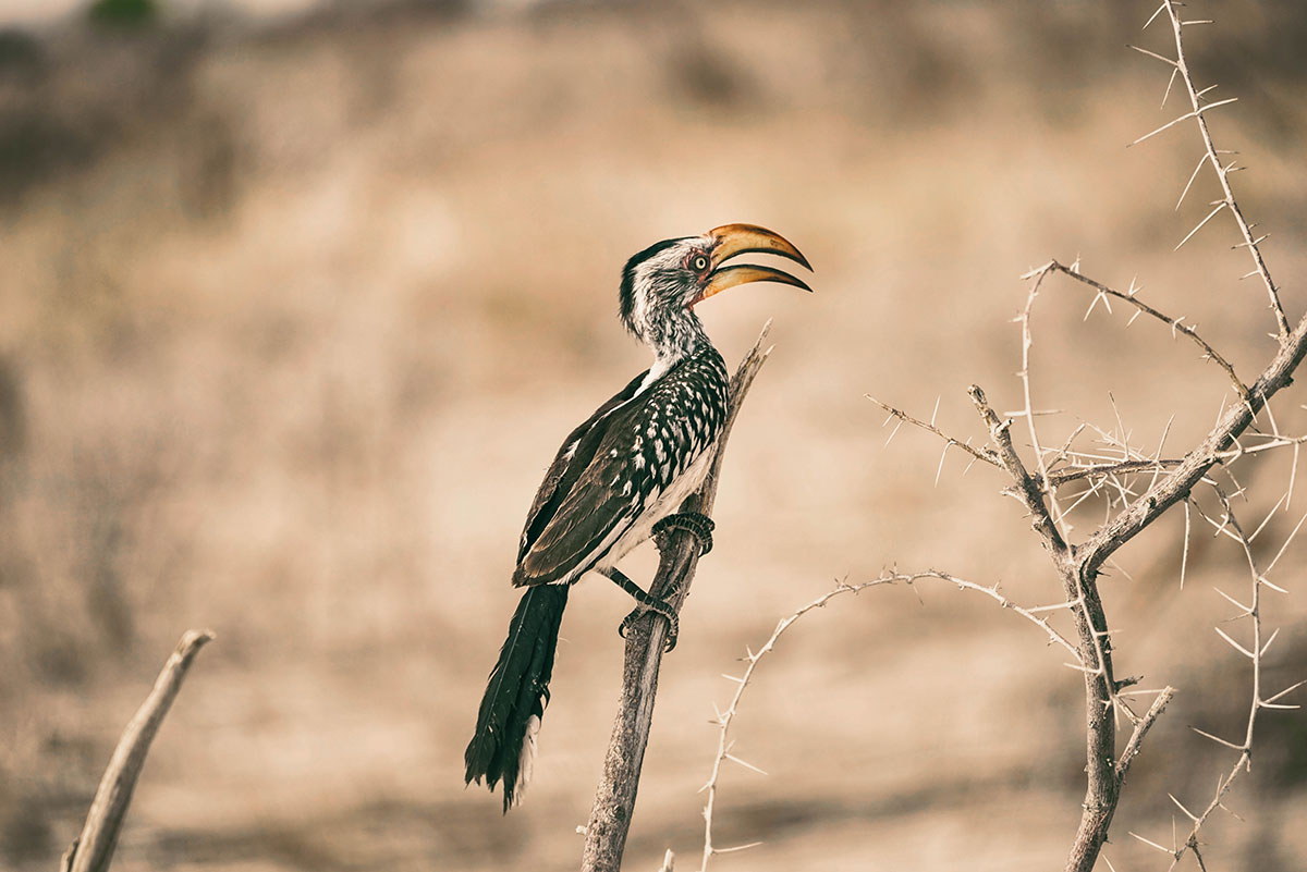 Etosha