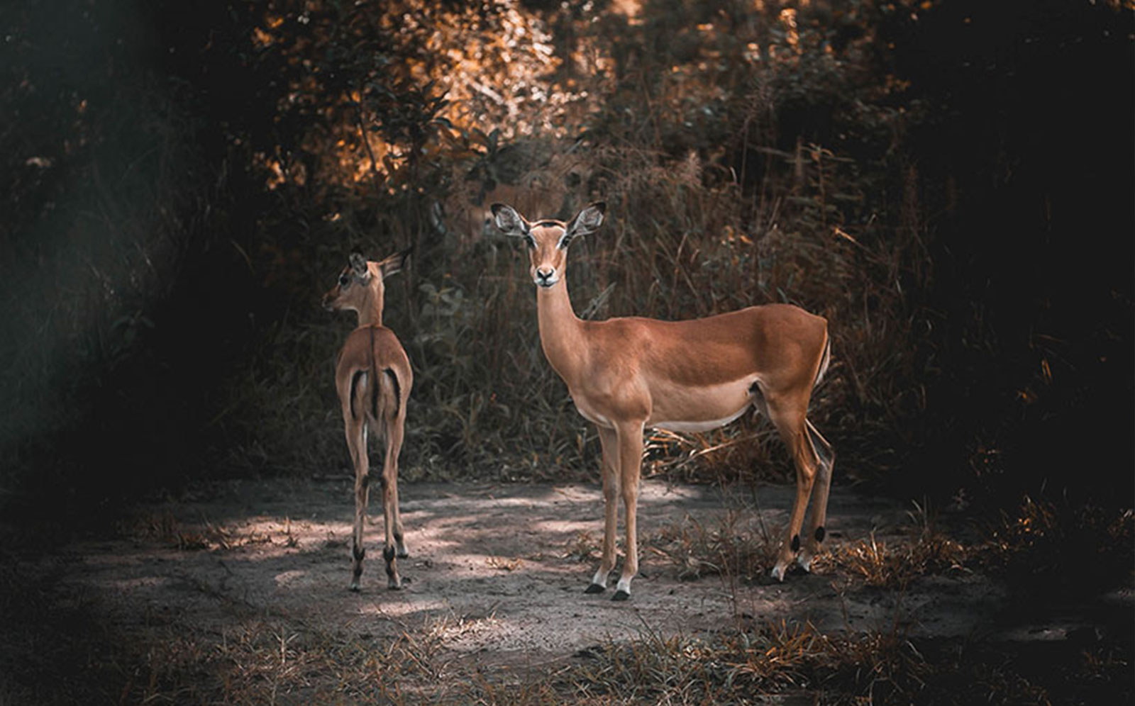 Akagera National Park