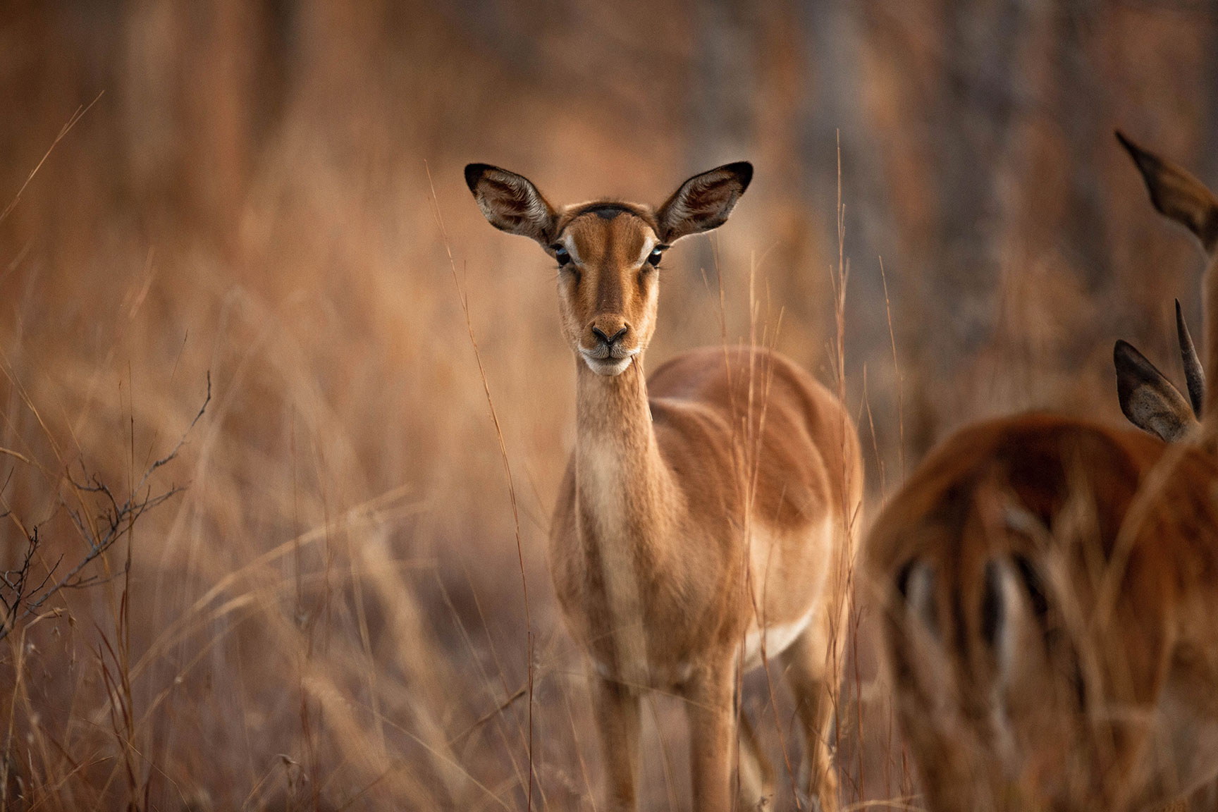 Kruger National Park