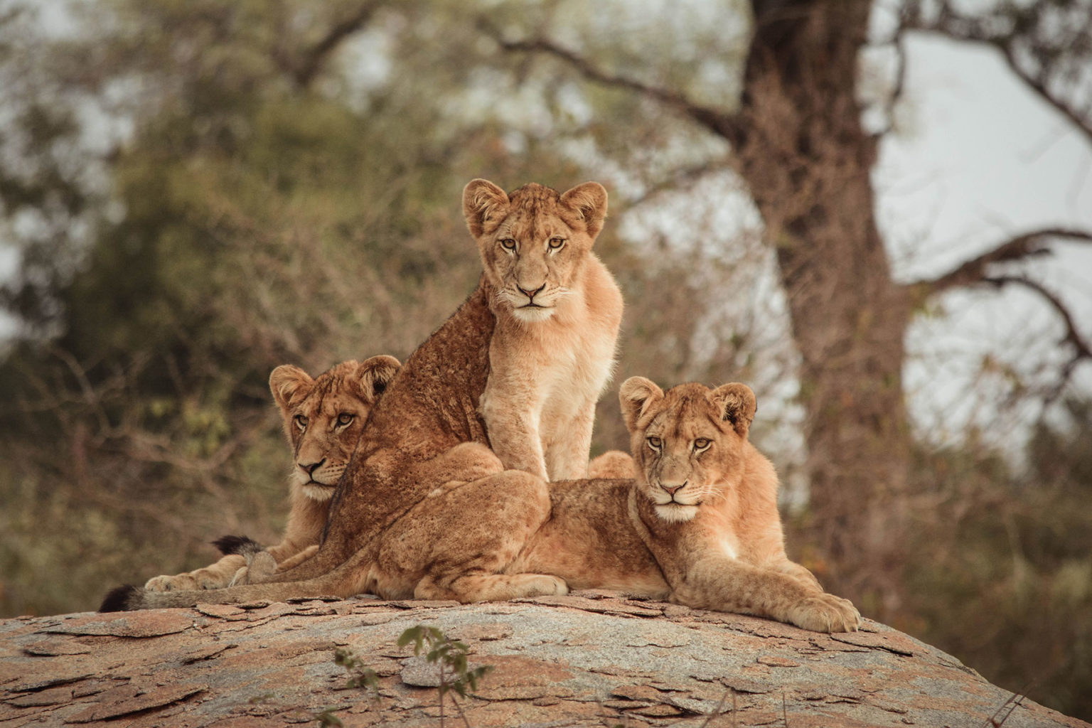 Madikwe and Pilanesberg