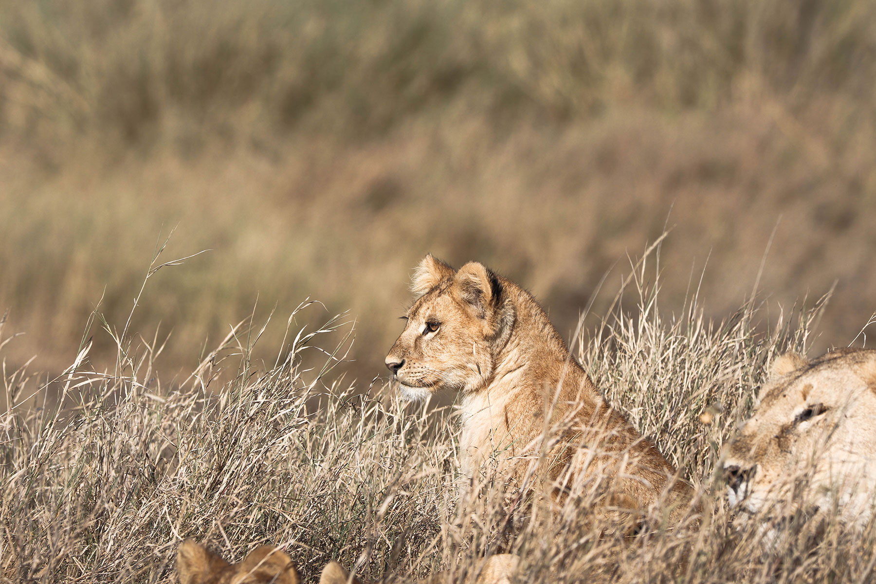 Ngorongoro