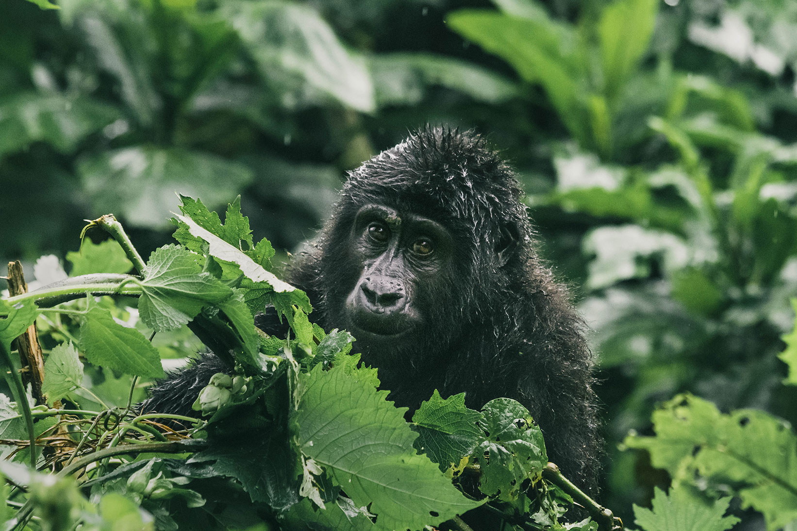 Bwindi Impenetrable Forest