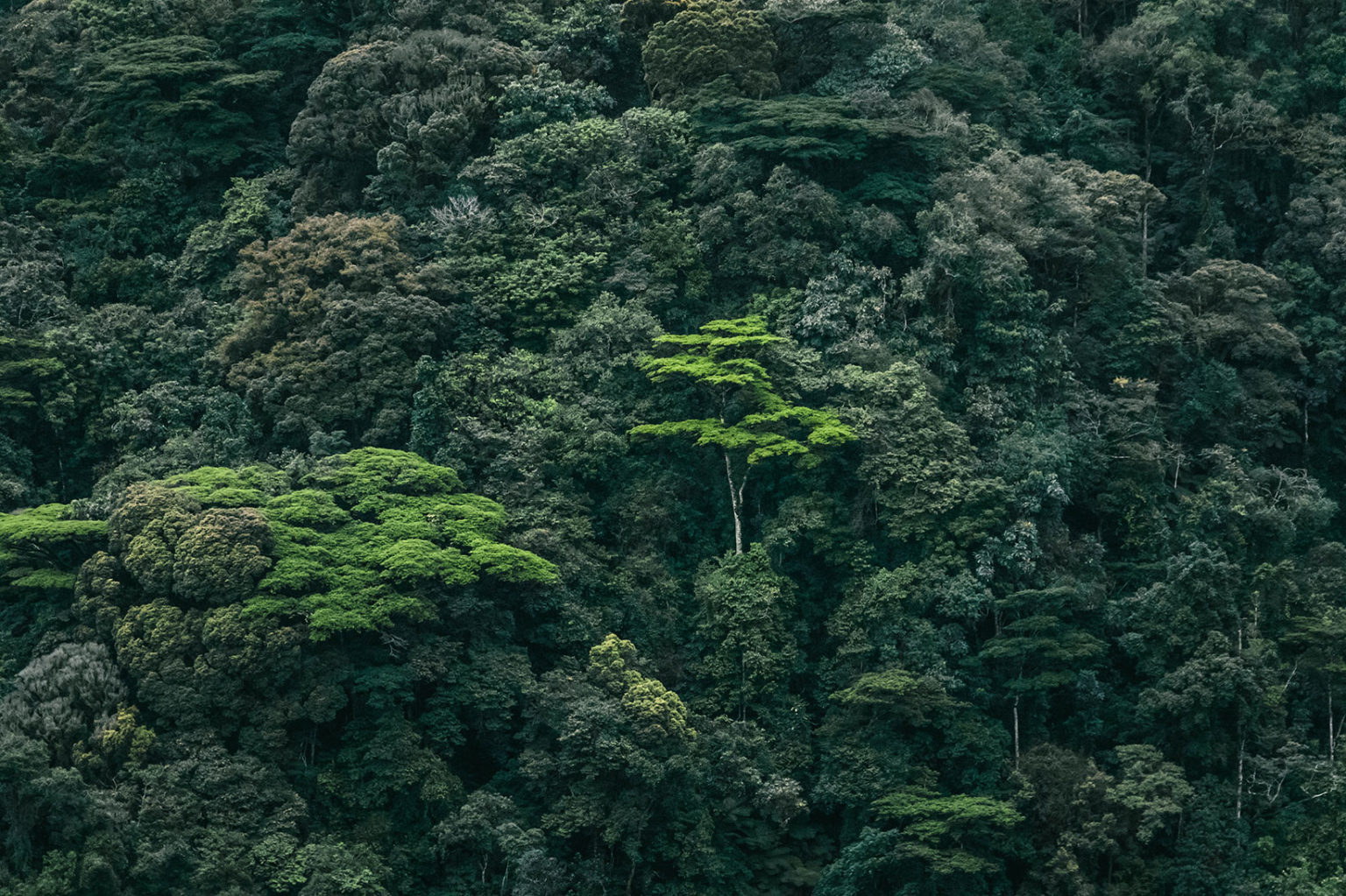 Kibale Forest