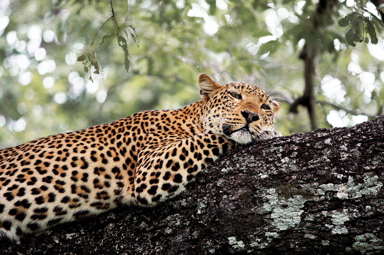 Kafue National Park