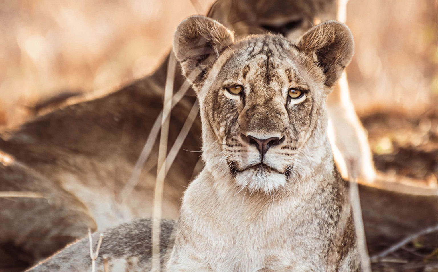 Liuwa Plain National Park
