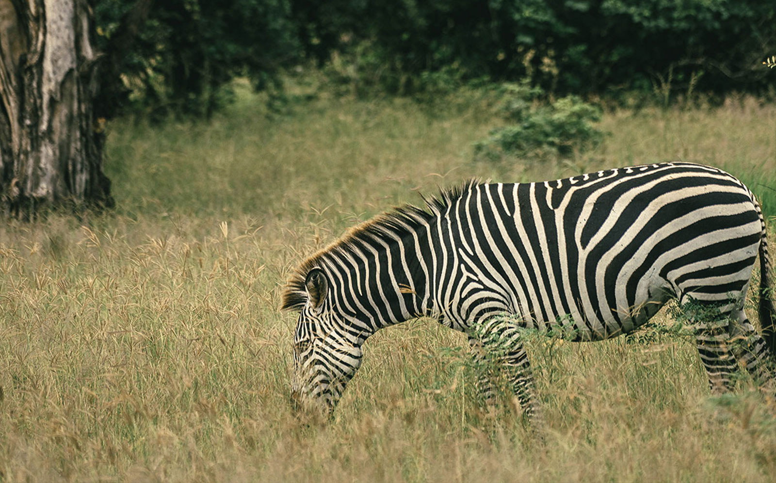 South Luangwa