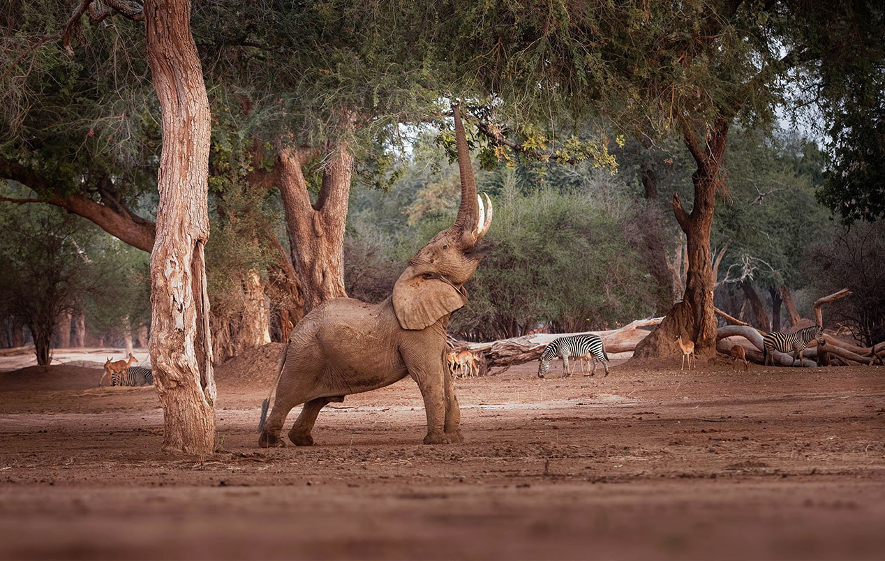 Mana Pools